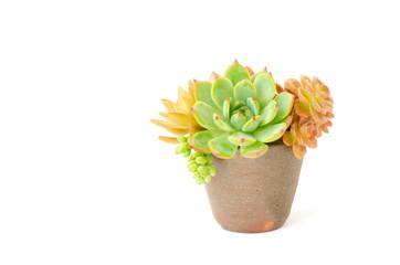 Arrangement of red green Echeveria and Sedum succulent plantss flowering houseplants in clay pot planter white background