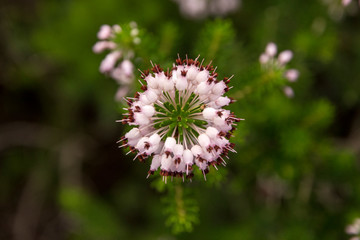 Blüte - Rosa