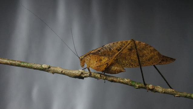Dead leaf Katydid