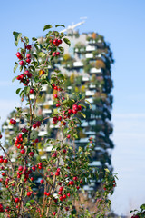 In milan in the new Porta Nuova district there are now new green public areas where design meets sustainability and people enjoy nature in urban environment