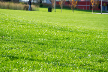 Outdoor park detail. A green grass field, a nice natural texture in a city garden.