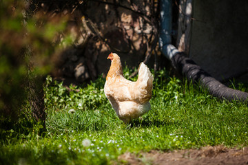 Chicken grazing on grass outside of organic farm in summer. Free Range Cock and Hens at countryside in rural Europe, Latvia. Animal friendly organic farming