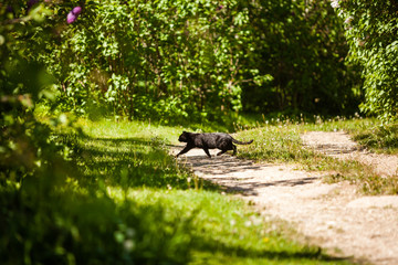 Homeless black cat crossing the road in park with green bushes around in spring.