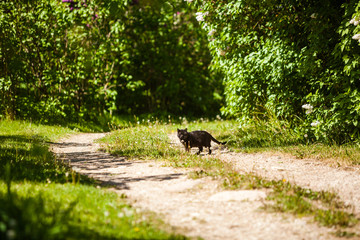 Homeless black cat crossing the road in park with green bushes around in spring.