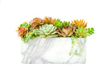 Detail of various types of red and green succulent flowering houseplant arrangement in marble...
