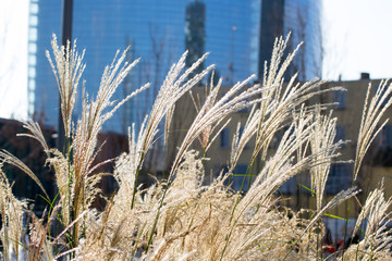 Some blades of grass in the "Porta Nuova" district in Milan, Italy. This part of the city is growing fast and green with nice landscape design and beautiful futuristic business buildings 