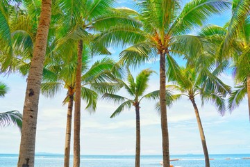 Fototapeta na wymiar Coconut palm trees view and blue sky on the beach at Pattaya, Thailand.