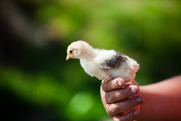 Little cute domestic baby chicken on palms of woman's hands. Selective focus with natural green background. Animal friendly organic farming in rural Europe.
