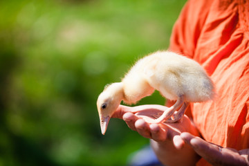 Little cute domestic duck chick on palms of woman's hands. Baby bird is looking down. Selective focus with natural green background. Animal friendly organic farming in rural Europe.