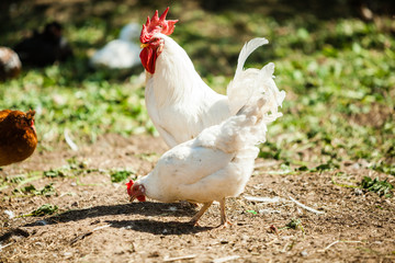 White Rooster and Chicken grazing on grass outside of organic farm in summer. Free Range Cock and Hens at countryside in rural Europe, Latvia. Animal friendly organic farming