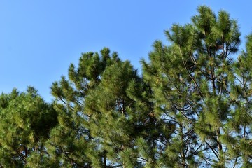 low angle view pine tree and sky