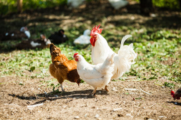 White Rooster and Chicken grazing on grass outside of organic farm in summer. Free Range Cock and Hens at countryside in rural Europe, Latvia. Animal friendly organic farming