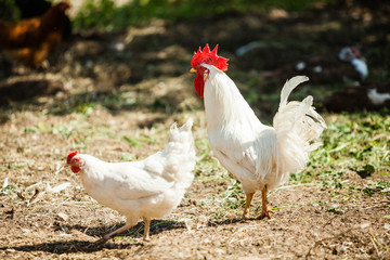 White Rooster and Chicken grazing on grass outside of organic farm in summer. Free Range Cock and Hens at countryside in rural Europe, Latvia. Animal friendly organic farming