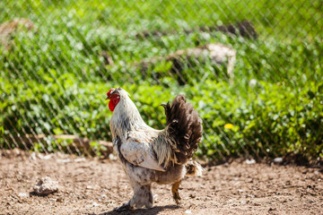 Thoroughbred rooster with fluffy long feathers on legs looking for food grazing outside of organic farm in summer. Free Range Cock at countryside in rural Europe. Animal friendly organic farming