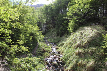 Forest  Patagonian  Argentine