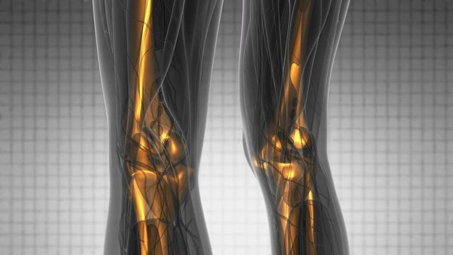 Complete close-up view of the Skeletal System with transparent body