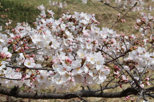 七分咲き Photos Royalty Free Images Graphics Vectors Videos Adobe Stock