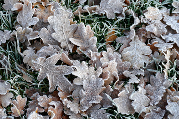 liegende Eichenblätter