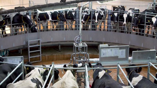 Automatic milking carousel system at the dairy farm