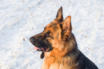 Dog german shepherd in a park in a winter day