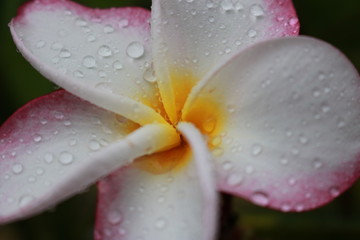 pink frangipani