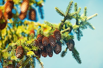  Christmas blue spruce