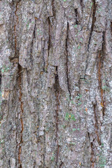 The texture of the bark of the tree gray-brown