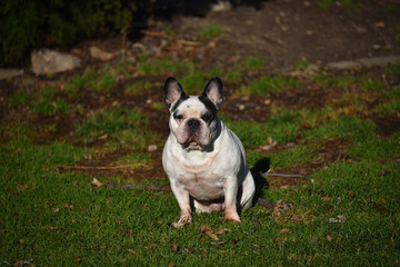 Obraz premium Portrait of French Bulldog