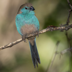 Blue waxbill in Balule Reserve, Olifants West, Greater Kruger, South Africa