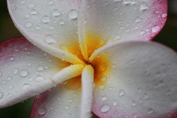 flower with water drops