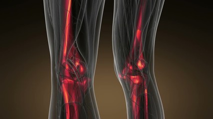 Complete close-up view of the Skeletal System with transparent body