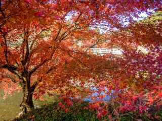 【静岡県伊豆市】秋の日本庭園【紅葉・修善寺虹の郷】