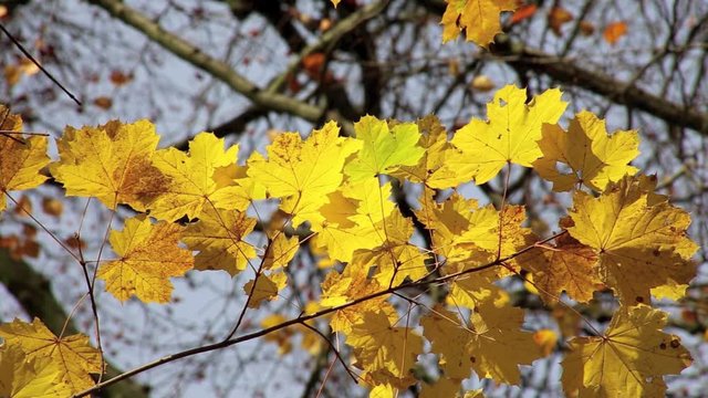 Ahornblätter im Herbst, Ahornbaum, full HD 1080p Video Footage 25 fps