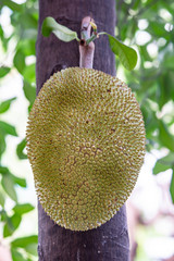 a jackfruit on the jackfruit tree
