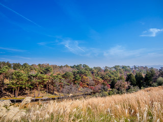 【静岡県伊豆市】秋の公園風景【修善寺虹の郷】