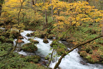 奥入瀬渓流