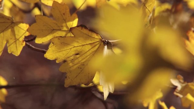 elbe Bl&auml;tter am Eichenbaum im Wald, full HD 1080p video footage 25 fps 