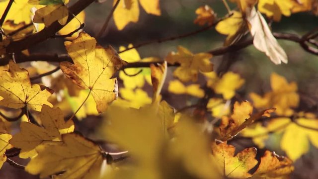 elbe Bl&auml;tter am Eichenbaum im Wald, full HD 1080p video footage 25 fps 