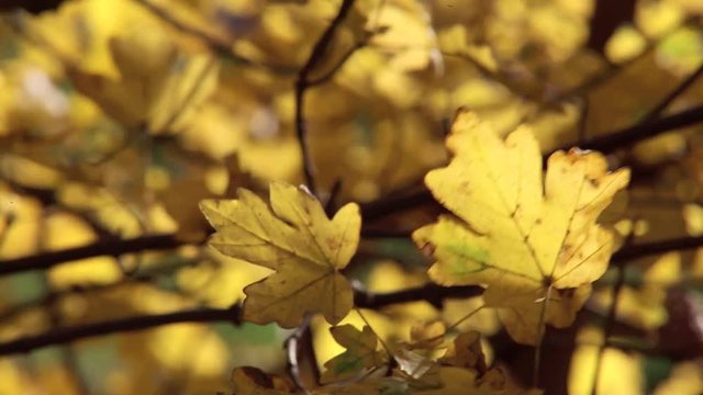 Eichenlaub im Herbst, Detail, full HD 1080p Video Footage 25 fps