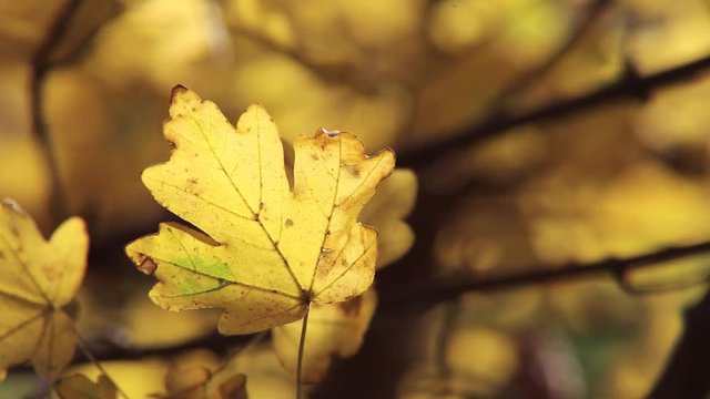 Eichenbaum Eichenbl&auml;tter Herbst Detail Aufnahme full HD 1080p, 25 fps