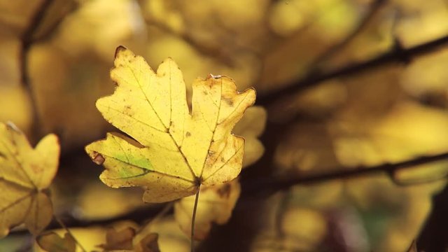 oak tree with yellow leaves in autumn, close-up tele lens colorful footage 1080p full HD 25 fps