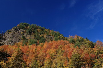 tree in the mountains