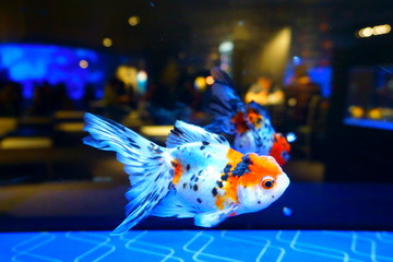 Japanese goldfish Calico Oranda. Bar view from aquarium with fish. Blur or Defocus image on the background