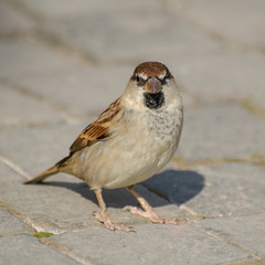 Sparrow observing