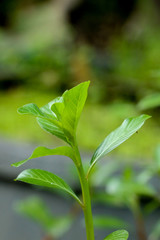 West Indian periwinkle at garden