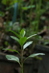 West Indian periwinkle at garden