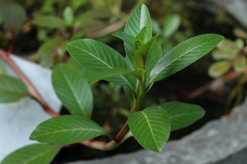 West Indian periwinkle at garden