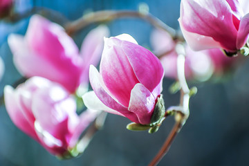 Closeup image of a blooming magnolia flower