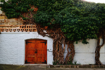 Huge ivy bush on the walls of a building