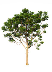 Obraz premium Tree isolated